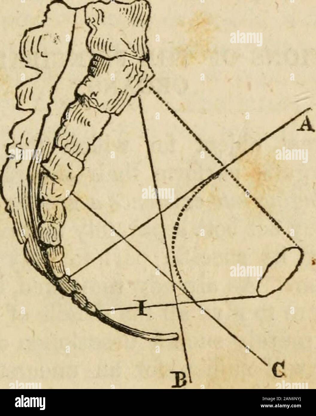 La Matrone d'entretien de sage-femme, et les maladies des femmes pendant la grossesse et à childbed .. Yis, avantageux pour . Si le passage était toujours largeenough, ou augmenté en taille sans aucune difficulté, l'enfant passerait trop brutalement, et bien mis-chef peut, souvent, le résultat de son expulsion soudaine-tels que l'abaissement de l'utérus, des inondations, et thefalling de l'enfant sur le sol. Direction de l'adoption du bassin.-Dans les animaux inférieurs mostof le passage du bassin isstraight, et sur une ligne avec le corps, les deux straitsbeing en face de l'autre, ce qui rend plus deliverymuch ea Banque D'Images