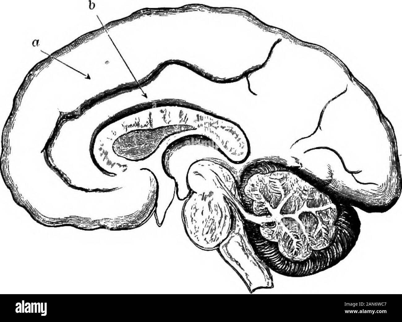 Un dictionaryBeing médical illustré ! un dictionnaire des termes techniques utilisés par les auteurs sur la médecine et les sciences de la garantie, dans le latin, anglais, français et en allemand . Fr., corps d'godronni coYivoluzione.it., cristata. Un petit homme rudimentaryin gyrus, cranté, qui se trouve dans le gyrus fissure au-dessous de la taenia hip-pocampi. Il se termine dans l'encoche de l'uncinate godronné. [1,15.1-Entorbital c, un c. sur la surface de l'orbite du lobe frontal de l'orang-outang, posée en parallèle avec et juste à l'extérieur de l'olfac-tory, lobe [a. 18.] cs-externe. Fr., cria"nvolut Banque D'Images