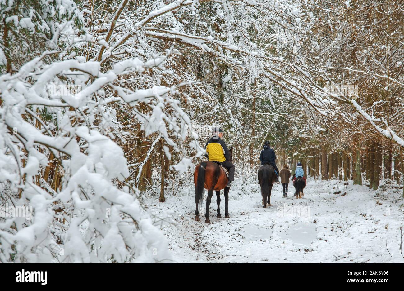 Promenade hivernale à cheval à travers une forêt féerique enneigé Banque D'Images