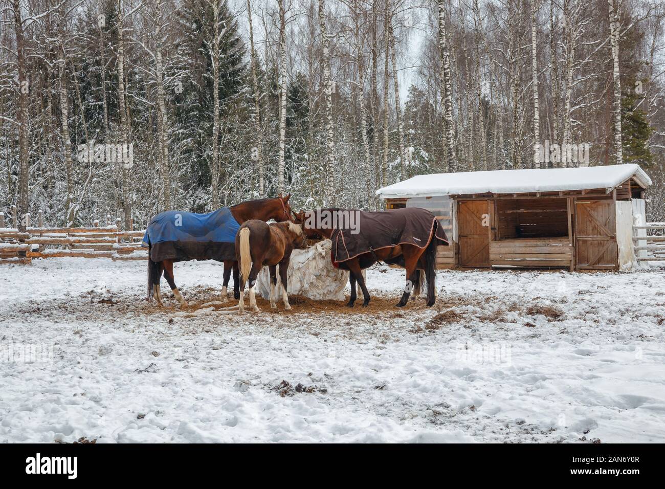 Ferme à l'hiver. Nourrir les chevaux à la ferme équestre. Paysage d'hiver. Banque D'Images