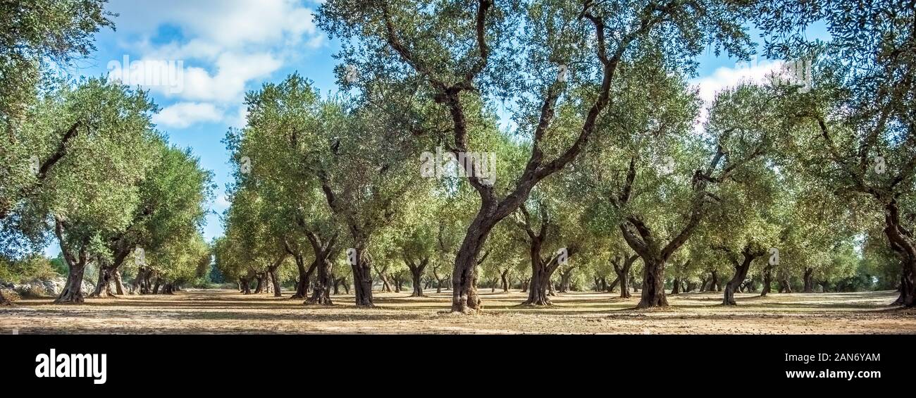 Plantation Olive à Torre Sant'Andrea Puglia Italie Banque D'Images