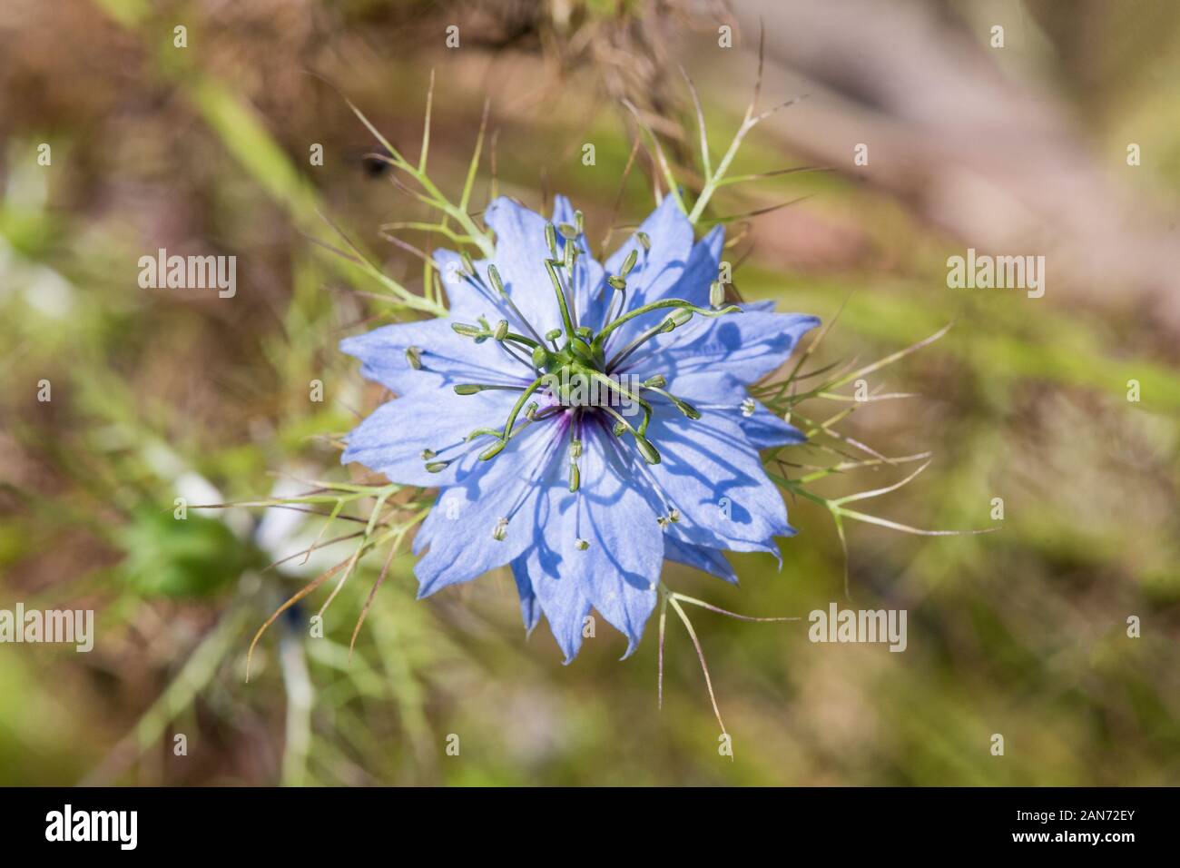 Nigelle Banque D'Images