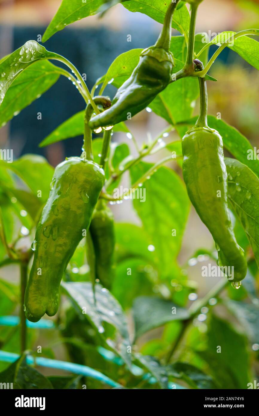 Les poivrons verts dans la cuisine-jardin Banque D'Images