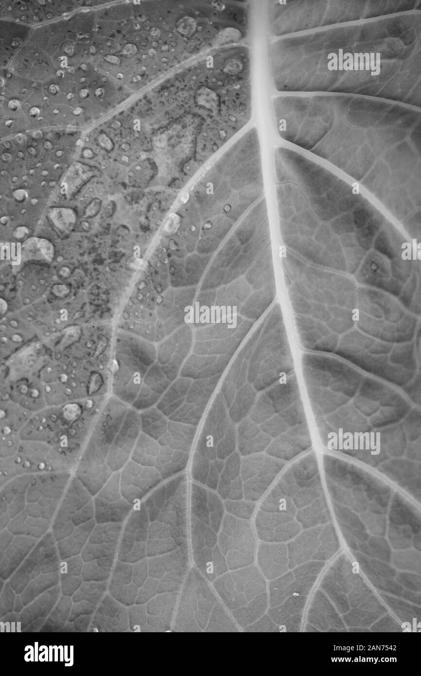 Détail de feuilles de bette à carde avec gouttes en noir et blanc Banque D'Images