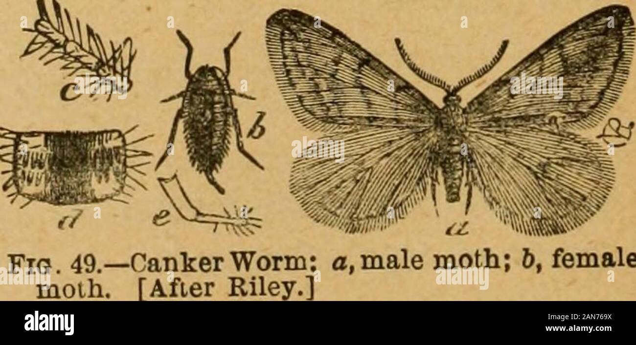 Une première introduction à l'étude de l'entomologyTogether avec un chapitre sur les mesures correctives, ou des méthodes qui peuvent être utilisées dans la lutte contre les insectes nuisibles ; les ennemis du pommier et son fruit, et l'insecte ennemis de petits grains . 6 Fig. 48.-ver rongeur. [AfterRiley.]. -Ver rongeur : un mâle, espèce ;[après Riley.] RECOURS INTERNES. Toutes ces feuilles-feeders sont facilement maintenus sous contrôle par resortingto les pulvérisations de produits arsenicaux. Ils ont également beaucoup souffrir des attaques des prédateurs et dipterous ofmany abeilles et les parasites. APPLE TREE ET SON FRUIT. 169 Banque D'Images