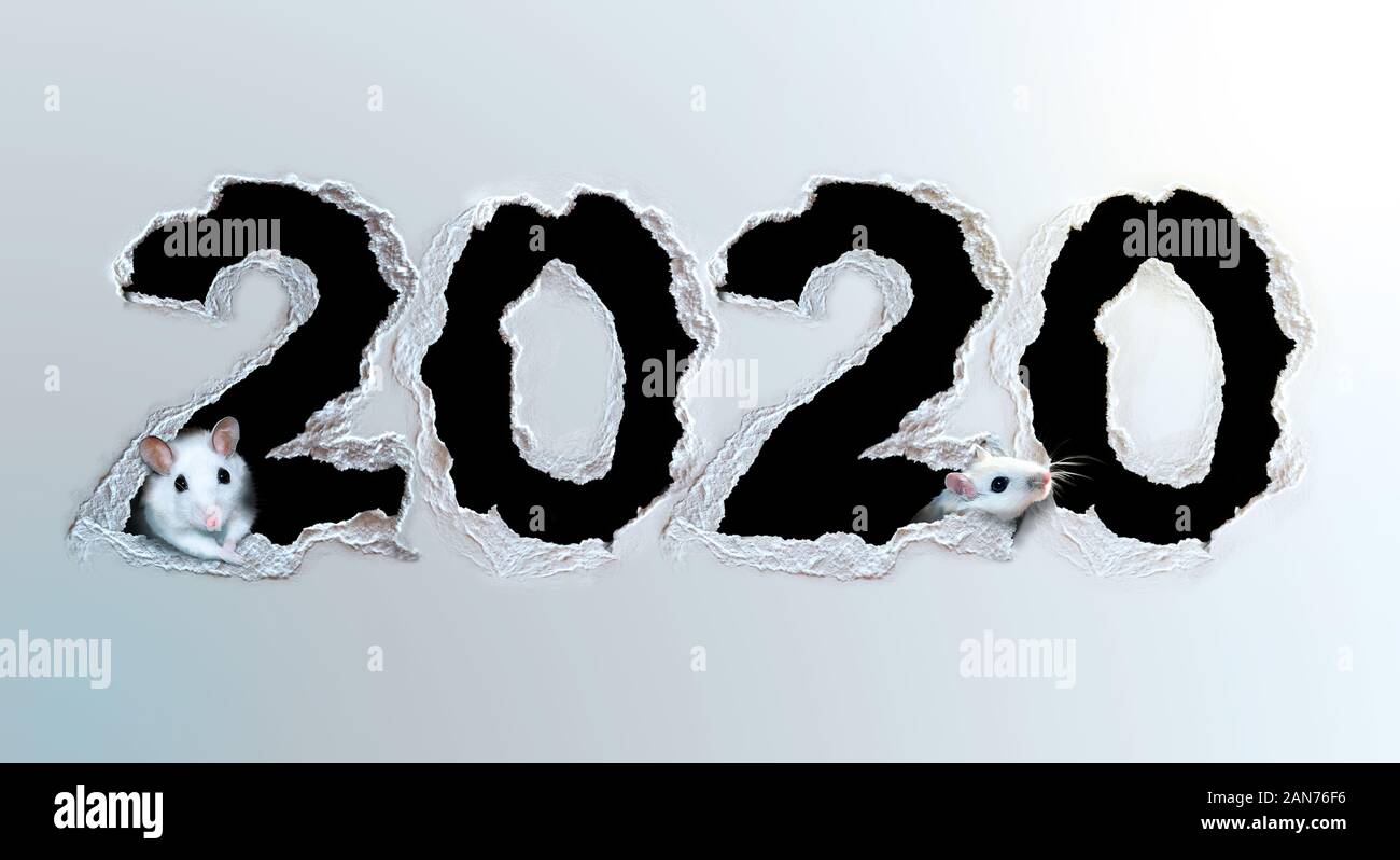 Le rat blanc mignon faire un trou de 2020 dans un carton blanc. Signe du Zodiaque Chinois concept. Banque D'Images