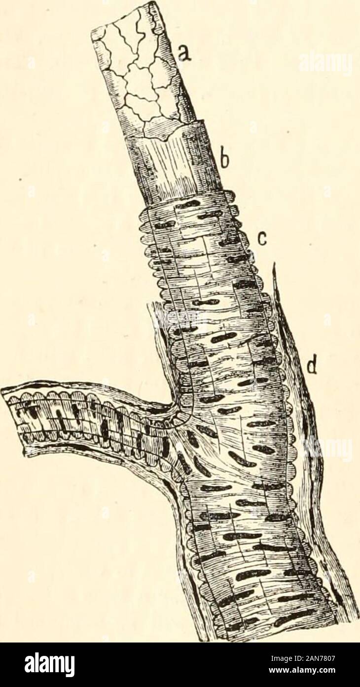 Un manuel de physiologie humaine, y compris l'histologie et l'anatomie microscopique, avec référence particulière aux exigences de la médecine pratique . tinguished de veines par leur thickerwalls, en raison du plus grand développement de tissus musculaire lisse andelastic - le milieu (tunique) des artères isspecially d'épaisseur, tandis que la couche externe (t. l'adventice) est relativement mince. [L'absence de vannes est par nomeans une caractéristique.] les artères se composent de trois couches(Fig. 40). (1.) La tunica intima,ou couche intérieure, est constitué d'une couche de (a), irrégulière, long nucleatedsquamous fusiformes Banque D'Images