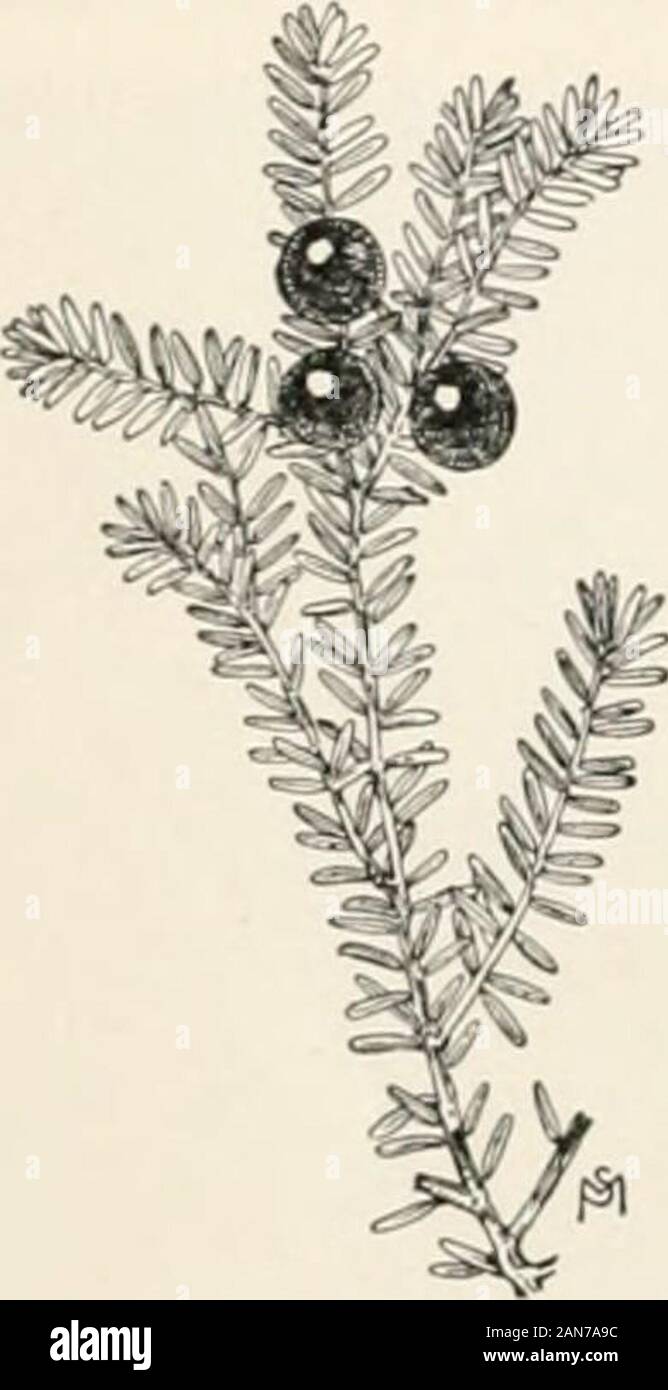 Manuel des étudiants pour accompagner les plantes et leurs usages . FIG. 63. Une pousse d'une renoncule, air quitte ; B, l'eau quitte.Après l'Askeiiasy 80 INTRODUCTION À la botanique types qui se développent habituellement dans des sols très humides ou dans des marais,comme le prêcheur, choux blanc, l'hellébore, papayes,Sonic et de magnolias, sont souvent des plantes à grandes feuilles.Beaucoup de plantes qui poussent dans les sols extrêmement secs, ou dans regionswhere l'été les précipitations sont peu abondantes ou tout à fait défaut, arecharacterized par de petites feuilles, en forme d'alêne souvent ou thread-like.Quelques exemples familiers de ces plantes avec fortement réduit Banque D'Images