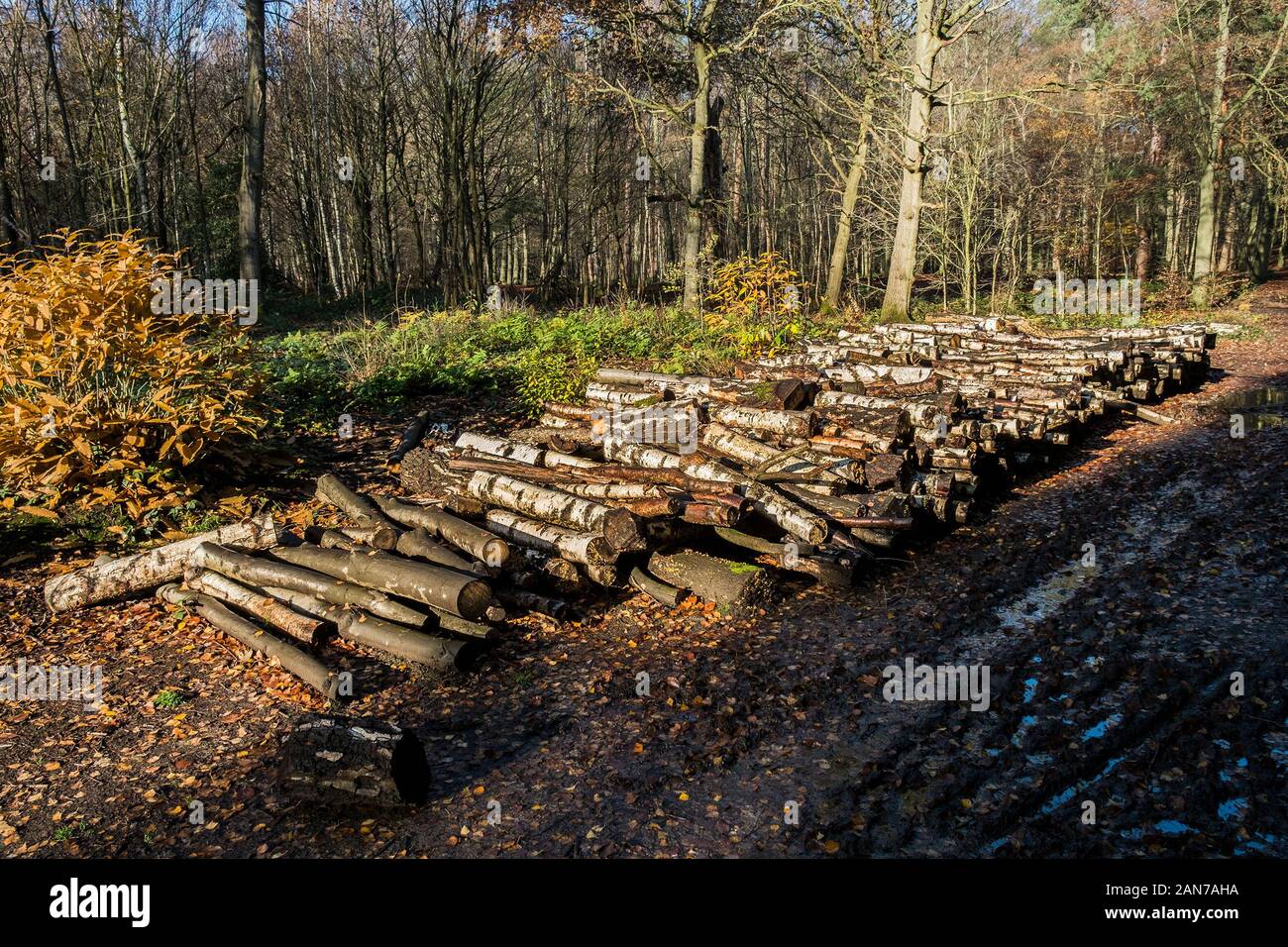 Une pile de journaux dans le cadre de la gestion des forêts et à l'ouverture de nouveaux sentiers à Thorndon Park à Brentwood dans l'Essex. Banque D'Images