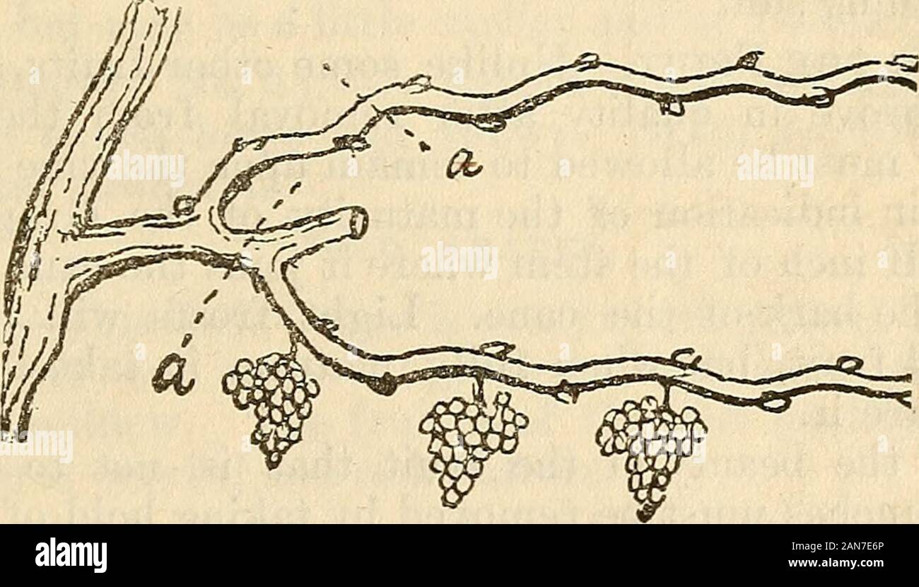 L'arboriculteur pratique . Fig. 61. cisaille, de qui il y a de nombreux modèles. La notation en linesat a, fig. 61 et 62, montrent l'endroit où les coupes doivent être faites.. Fig. 62. Supprimer les anciennes vignes.-Dans de nombreux jardins il y a d'être foundold vignes qui n'ont pas été élagués depuis des années, et le fruit issmall et presque sans valeur. Le propriétaire néglige encore il becausehe ne sait pas comment s'emparer de la vigne et le mettre intoshape. Comme une vigne, avec un peu de soin, peut être faite,productifs et peuvent facilement être inclus dans un système d'élagage. La première chose à faire à l'automne, est de couper, couper, couper et awayun Banque D'Images