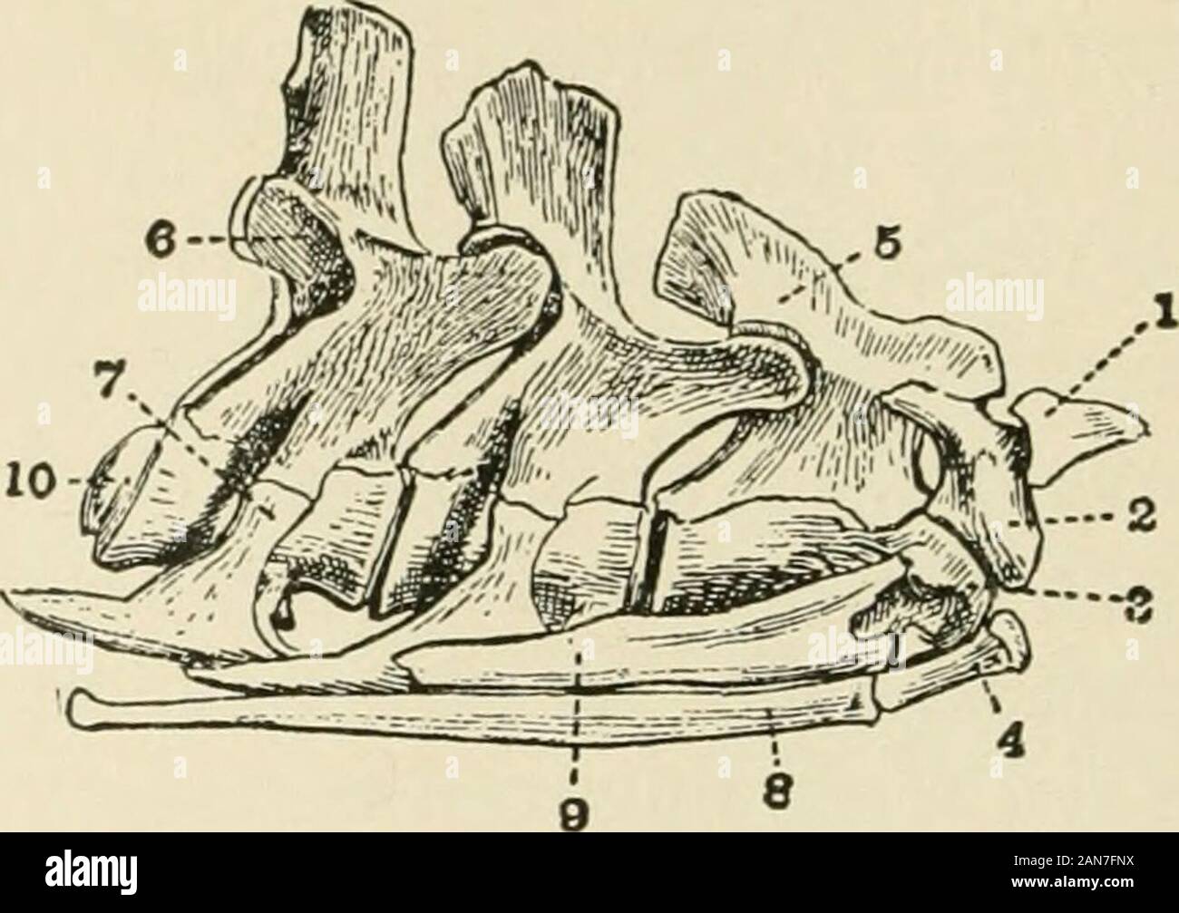 L'alligator et ses alliés . vicalvertebrae côtes d'ours, nous assumerons le distinctionbetween entre eux et les vertèbres dorsales d'être que le côtes de la dernier rencontrez le sternum, tandis que l'ex-thoseof n'atteignent pas au sternum. En supposant que cette distinction-là, sont, comme l'a saidabove, neuf vertèbre cervicale. À l'exception des deux premiers, d'être discuté plus tard, dis-ces sont tous essentiellement semblables et thefourth sera décrit comme un type (Fig. 17). Itscentrum hourglassshaped est cylindrique ou légèrement concave, convexe en avant et en arrière;il n'est pas complètement fusionné avec l'ar de neurones Banque D'Images L'alligator et ses alliés . vicalvertebrae côtes d'ours, nous assumerons le distinctionbetween entre eux et les vertèbres dorsales d'être que le côtes de la dernier rencontrez le sternum, tandis que l'ex-thoseof n'atteignent pas au sternum. En supposant que cette distinction-là, sont, comme l'a saidabove, neuf vertèbre cervicale. À l'exception des deux premiers, d'être discuté plus tard, dis-ces sont tous essentiellement semblables et thefourth sera décrit comme un type (Fig. 17). Itscentrum hourglassshaped est cylindrique ou légèrement concave, convexe en avant et en arrière;il n'est pas complètement fusionné avec l'ar de neurones Banque D'Images