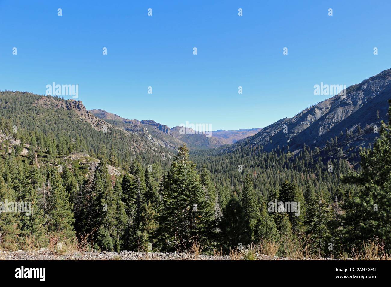 Forêt nationale Stanislaus en Californie Banque D'Images