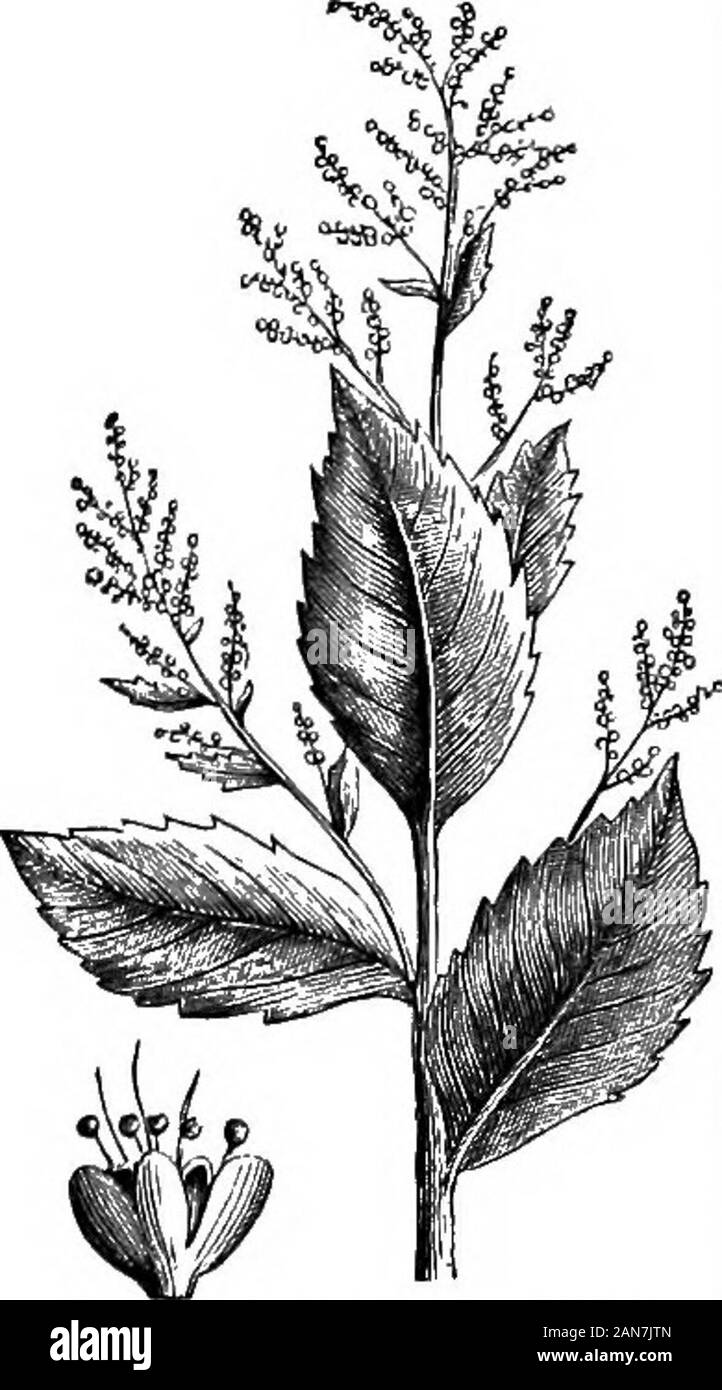 Un dictionaryBeing médical illustré ! un dictionnaire des termes techniques utilisés par les auteurs sur la médecine et les sciences de la garantie, dans le latin, anglais, français et allemand langues . g en Europe du sud et dans centraland Amer-ica. Il a une forte odeur ceous-terebintha et le goût et l'containslarge quantités d'une huile volatile.Le {botryos herh herba-sen bo-tryos vulgaris) - est un aromatictonic et antispasmodique et est re-puted pour être utile comme une harangue expecto-. Sa semence est anthelmmthic.[B, 34, 81, 173, 180.1-C. habitant-thon. Fr., arroene-fraise, ^pi-nard-fraise. Ger., Erdbeerspinat, Banque D'Images