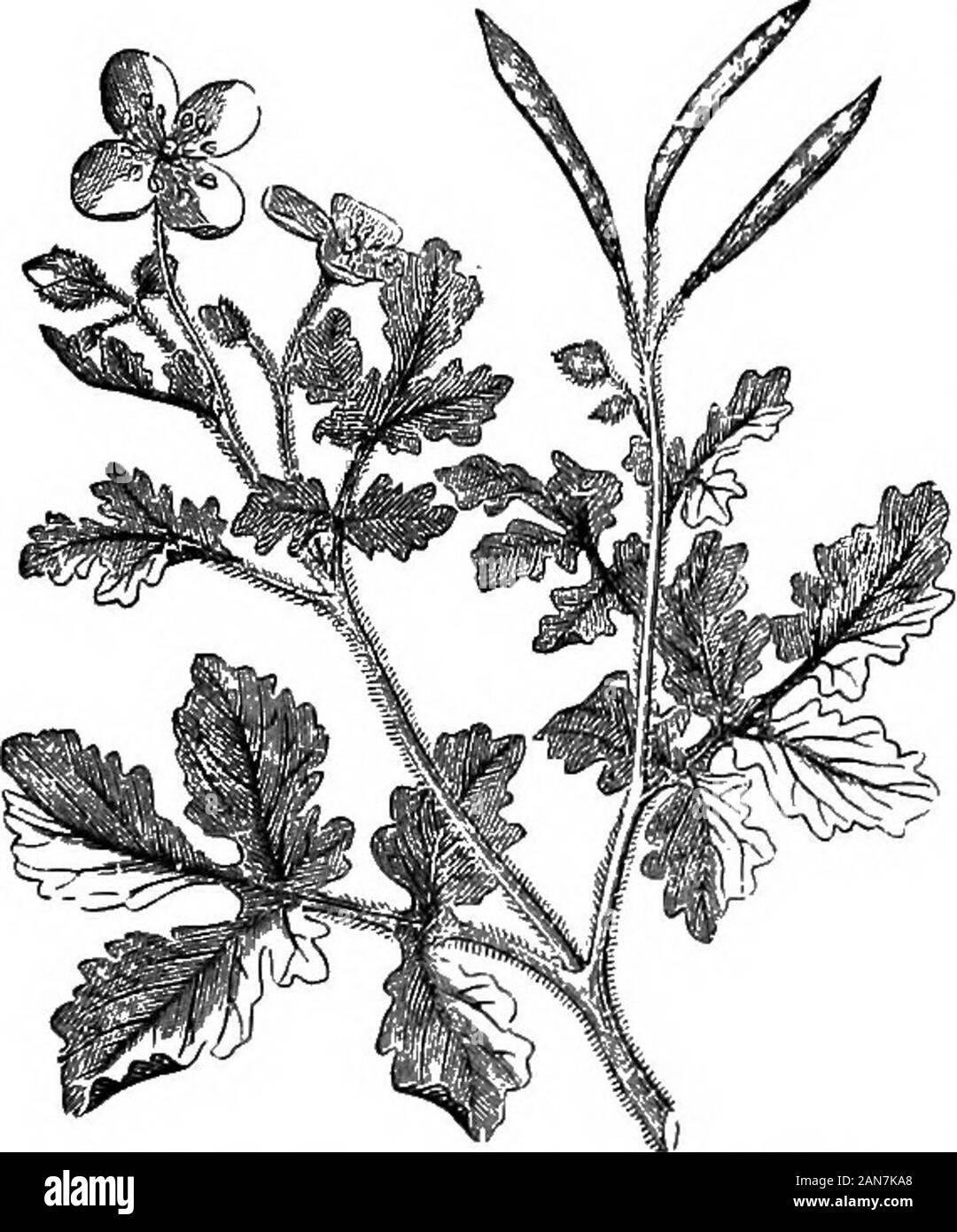 Un dictionaryBeing médical illustré ! un dictionnaire des termes techniques utilisés par les auteurs sur la médecine et les sciences de la garantie, dans le latin, anglais, français et en allemand . Gr. Ph., Hung.Ph.] ; à partir de l'herbe tout en en fleur [Ger. Ph. (1ère éd.), Swiss Ph T;ou de l'herbe tout en en fleur et la racine [Russ. Ph.]. TheAustr. Ph., Ger. Ph. (1ère éd.), et pendu. Ph. d'ordonner que l'être extractshall rédigé avec esprit ; le Gr. Ph., Ph., Suisse Dutch Ph.,et Russ. Ph, n'ont pas. L'extrait du pendu. Ph, est séché avec l'aide de la dextrine ; le reste, ont une consistance épaisse. Le s Banque D'Images