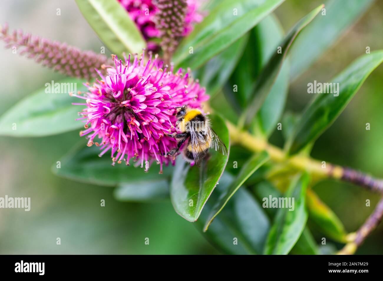 Un cerf chamois bourdon Bombus terrestris se nourrit de la fleur d'une Déméter bush Banque D'Images