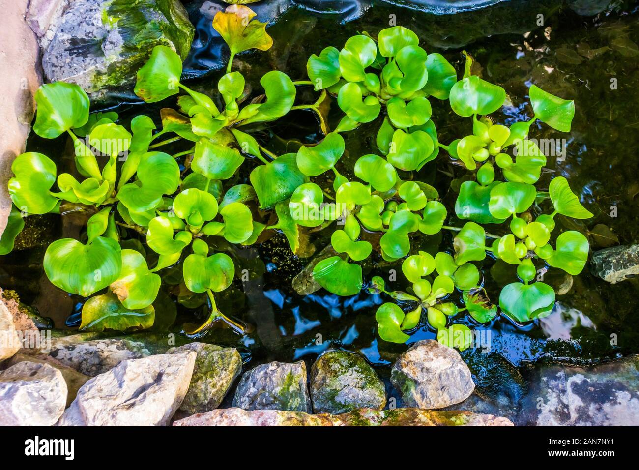 La jacinthe d'eau commun plantes dans un étang d'eau, espèce de plantes aquatiques tropicales populaires d'Amérique Banque D'Images