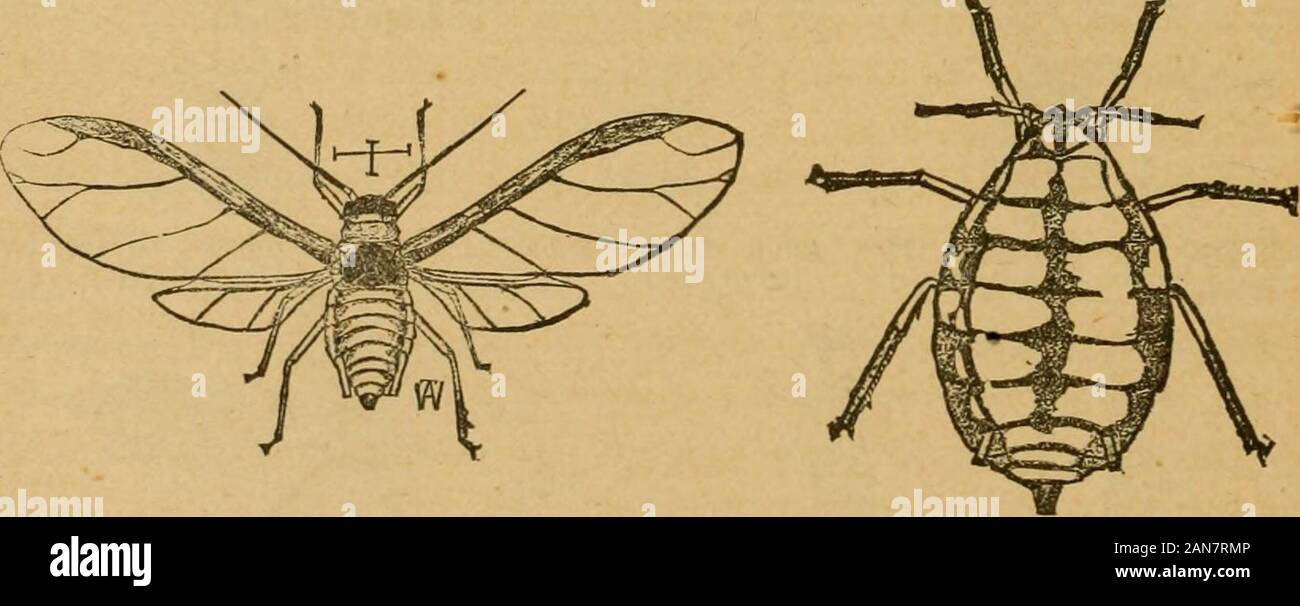 Une première introduction à l'étude de l'entomologyTogether avec un chapitre sur les mesures correctives, ou des méthodes qui peuvent être utilisées dans la lutte contre les insectes nuisibles ; les ennemis du pommier et son fruit, et l'insecte ennemis de petits grains . ns-plantation, et sont pour les faire tremper dans l'eau chaude, la température dépasse 150° shouldnot Fahr. ; dans ces conditions, à partir de 120° à 150°s Liffice à cette fin. Un paillis placée autour du temps forsome arbres précédent pour le traitement a été trouvé utile pour attirer des thelice à la surface, où ils peuvent être plus facilement atteint par l'eau chaude. Douchage Banque D'Images