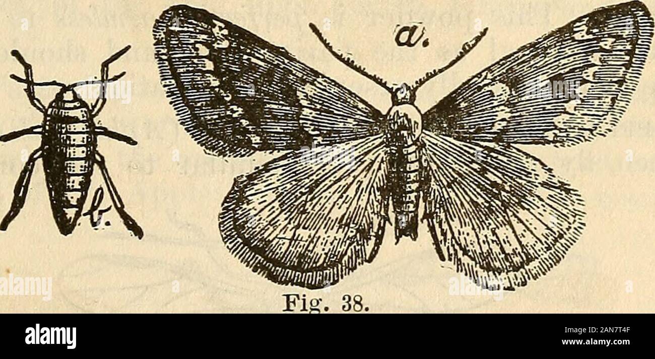 L'arboriculteur pratique . Fig. 37.sumiy jours ; lorsqu'ils peuvent être facilement enlevés par le web dessin autour d'eux et l'écraser avec le pied. En hiver, les grappes d'oeufs peut être trouvée en passant sous l'arbre jusqu'andlooking contre le ciel ; lorsqu'ils peuvent être retirés par cuttingoff les brindilles avec le crochet d'élagage. Les sauterelles (Anisoptery vernata)&gt ;-Fig. 38-Un homme, bfemale. Ce, dans certaines sections, est sans doute le plus grand ravageur. l'Apple doit faire face à l'agriculteur ; pourtant, en sachant, itshabits si prompt l'application de remèdes bien connus sont faites, il peut être facile et économique continuel . Banque D'Images