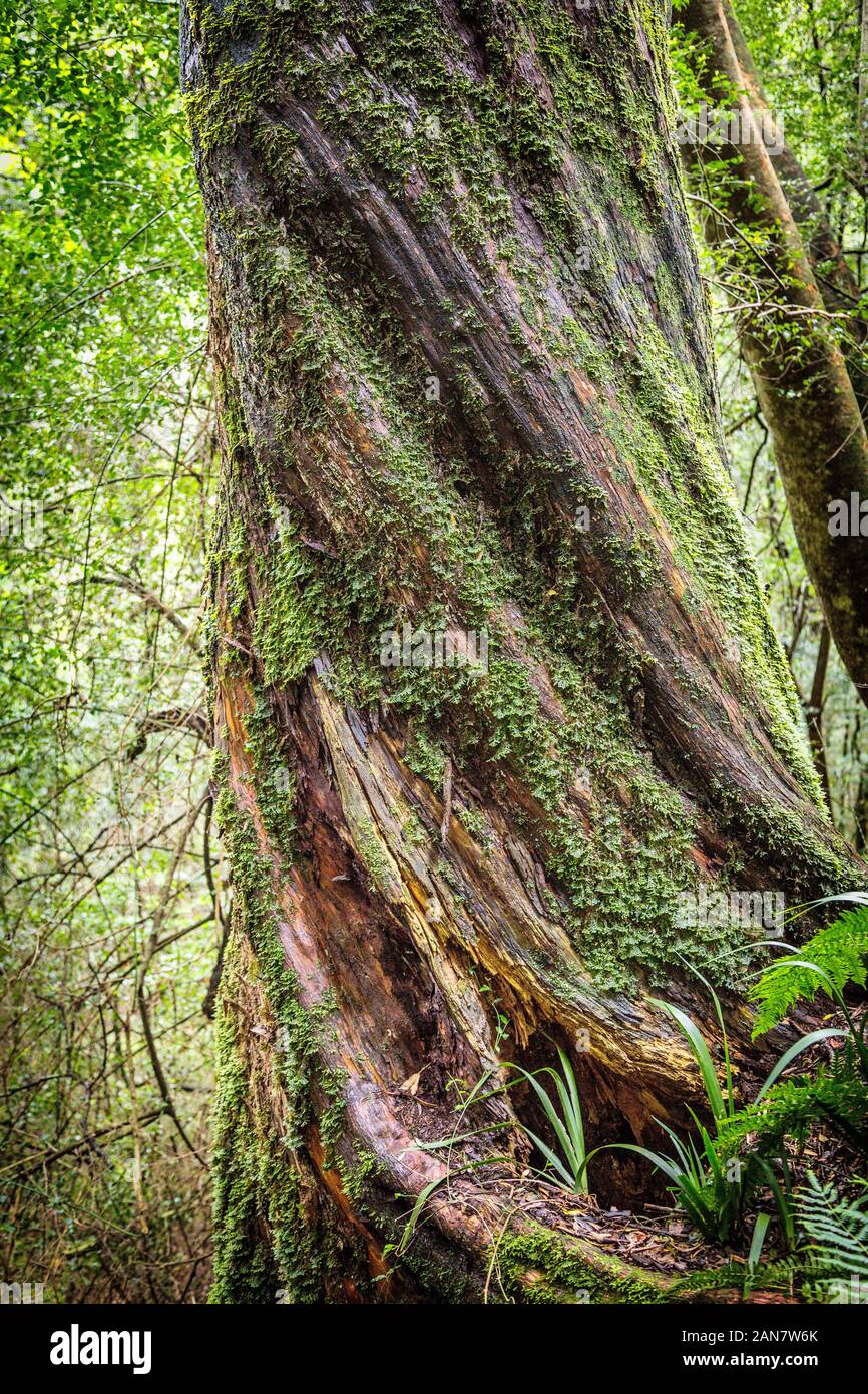 Joliment tordu tronc d'un immense arbre, forêt et la nature verte Banque D'Images