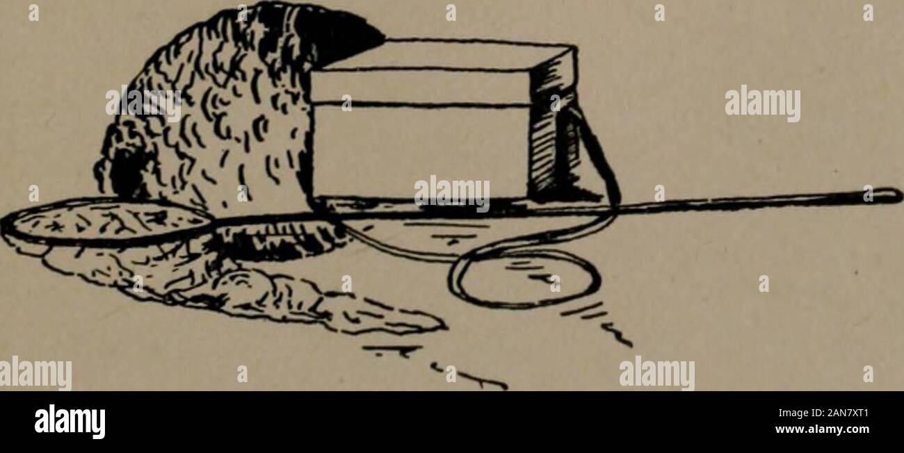 Les guêpes et leurs façons . n passant par leur habitude d'utiliser des insectsto nourrissent leurs petits, sont excessivement valu-même de l'agriculteur. À partir d'un singlenest ont été prises plusieurs dizaines de ofcanker vers, et même lorsque les mineurs 309 mais peu d'insectes sont stockés dans un terrier, l'im-mense nombre de guêpes les utilisant actsas un chèque à l'insectes nuisibles. Aphides,chenilles, coléoptères, de bugs, d'innombrables créatures de-instructives sont enterrés dans thenests des guêpes. Le wasp a sa place dans le système du monde, et les hordes mais pour cela ofinsects laywaste destructrice à la végétation pourrait les jardins de l'ea Banque D'Images