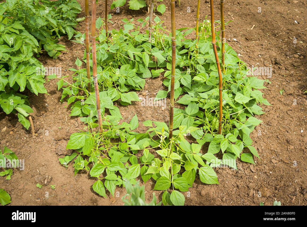 Les jeunes plantes haricot avec les cannes en place pour soutenir la croissance d'une pyramide Banque D'Images