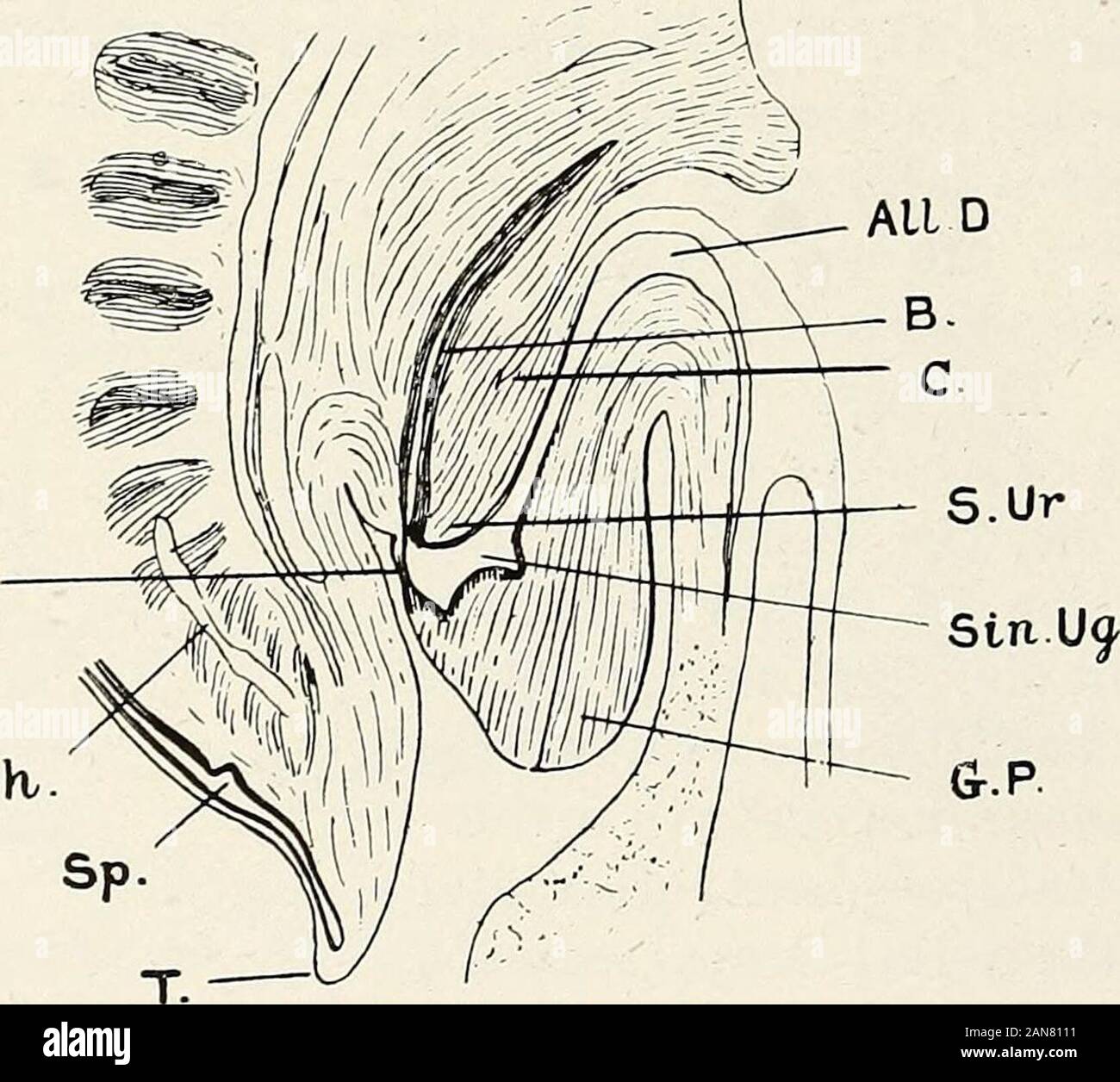 Gynecologie Pour Les Etudiants Et Les Praticiens Fig 57 Region Cloacale De Modele D Un Embryon 11 5 Mm De Longueur Apres Keibel Tous Les D Conduit Allantoidien Ao Aorte B W Ventre Mur Gynecologie Pour Les Etudiants Et Les Praticiens Fig 57 Region Cloacale De Modele D Un Embryon 11 5 Mm De Longueur Apres Keibel Tous Les D Conduit Allantoidien Ao Aorte B W Ventre Mur