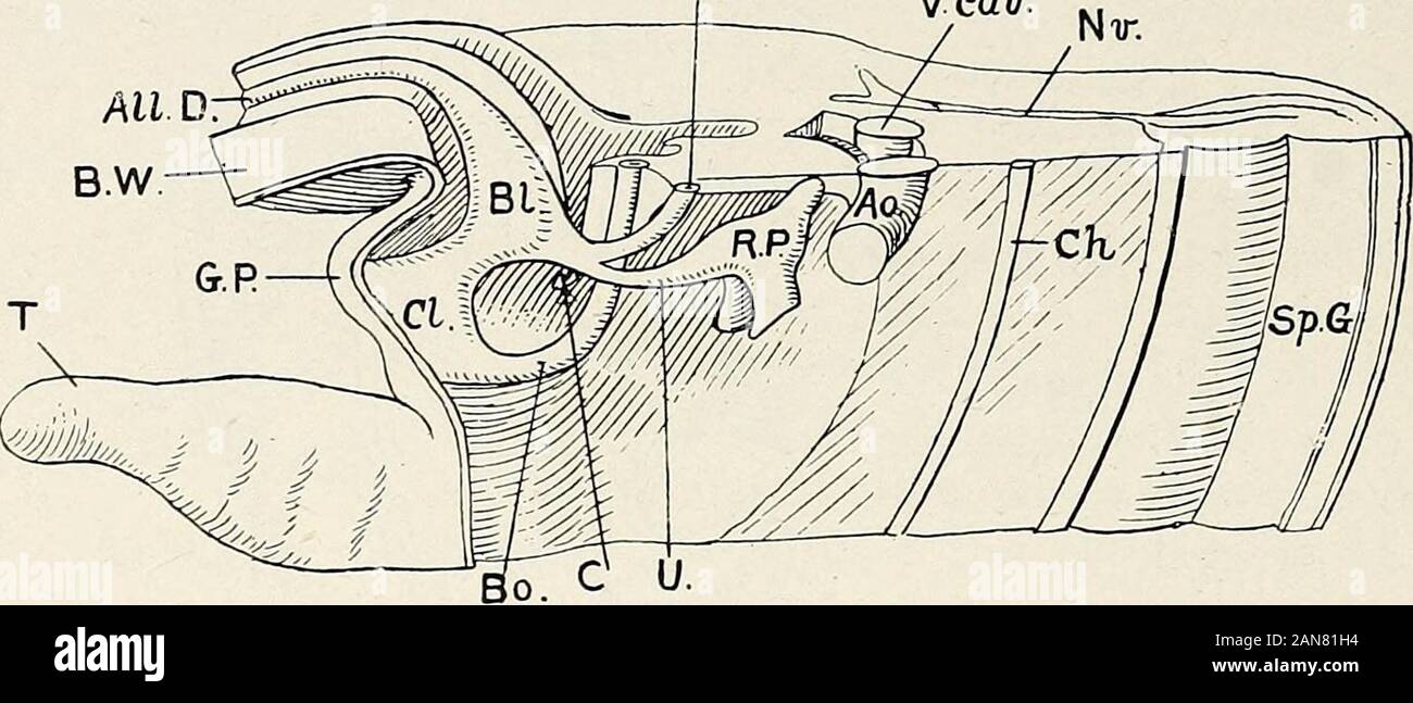 Gynécologie pour les étudiants et les praticiens . Fig. 56. Montrant la partie ofWolffian d'air (A) qui fait partie du trigone de la vessie. AU.D.,conduit allantoïdien ; BL, la vessie, l'EC.,cloaque ; U.B., bourgeon ureteric ; Wf.D.,de Wolff. 82 Gynécologie de Wolff, juste avant qu'elle ne s'ouvre dans le cloaque, l'insuffisance rénale ou ureteralbud {voir Fig. 55, U.B.) ; c'est la base de l'uretère. L'outilde l de Wolff (A Fig. 56) entre son ouverture dans le cloacaand le bourgeon urétéral (voir aussi Fig. 55) devient de plus en plus courte et W.D NT. V eav.. Fig. 57. Région cloacale de modèle d'un embryon, 11-5 mm. Banque D'Images