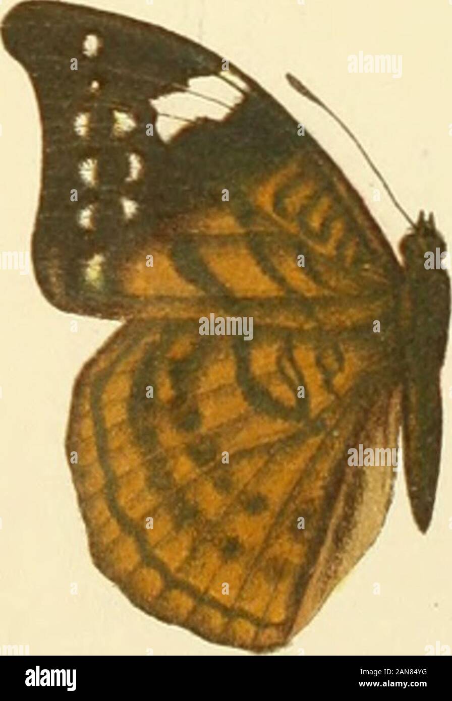 Die Gross-Schmetterlinge der Erde : eine systematische Bearbeitung der bis jetzt bekannten Gross-Schmetterlinge . Banque D'Images