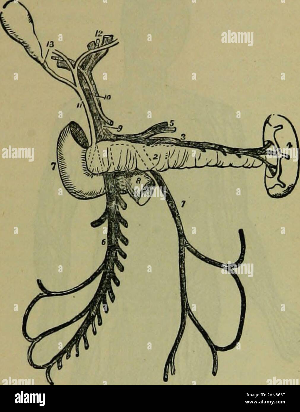L'établissement thermal encyclopédie : un système d'hygiène et de l'hydropathie .. . Fin dans la veine splénique. À remous Vkna PortiE.-La veine porte s formé par l'union de la grippe à l'AiVGEIOLOGY. 161 iplenic ^mésentérique supérieure et eins derrière le pancréas, monte à la fissuration transversale du foie, où il se divise en deux branches, dont l'un est envoyé à chaque lobe latéral de cette viscus ; chaque prim- ary puis direction di-vides dans numeroussecondary.branches dans le foie theportal receivesthe dulimiteur le sang veineux de la veine capillaires de thehepatic artère. Fig. 81 montre les rela-tions de la veine portEB. 1.[nf Banque D'Images