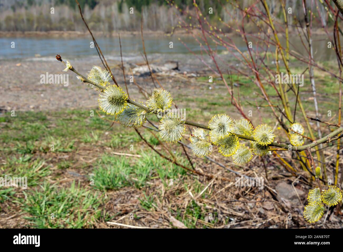 Bush de saules sur la rive de la rivière Tom ; printemps dans Kouzbass Banque D'Images