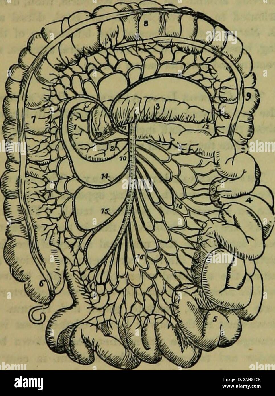 L'établissement thermal encyclopédie : un système d'hygiène et de l'hydropathie .. . Unum. 5. L'iléon. 6.Cwcum vermiformappendix, avec il9. 7. Co-lon ascendant. 8. Son por-tion transversale. 9. Début olthe côlon descendant. 10L'artère mésentérique supérieure. II. Colica media. 12. Thebranch inosculating thecolica avec sinistra 13. Le Branchof mesentericinosculating supérieure wifi"h le pan-creatico-duodenalis. 14. Dcxtra co*lica. 15. Ileo-colica.16, 16. Branches d'theconvexity superiormesenteric du au petit testines. 4. S ?r -rr.atic ? Artères thespermatid aretw sniai &gt ; aris navires-ing les pnim Banque D'Images