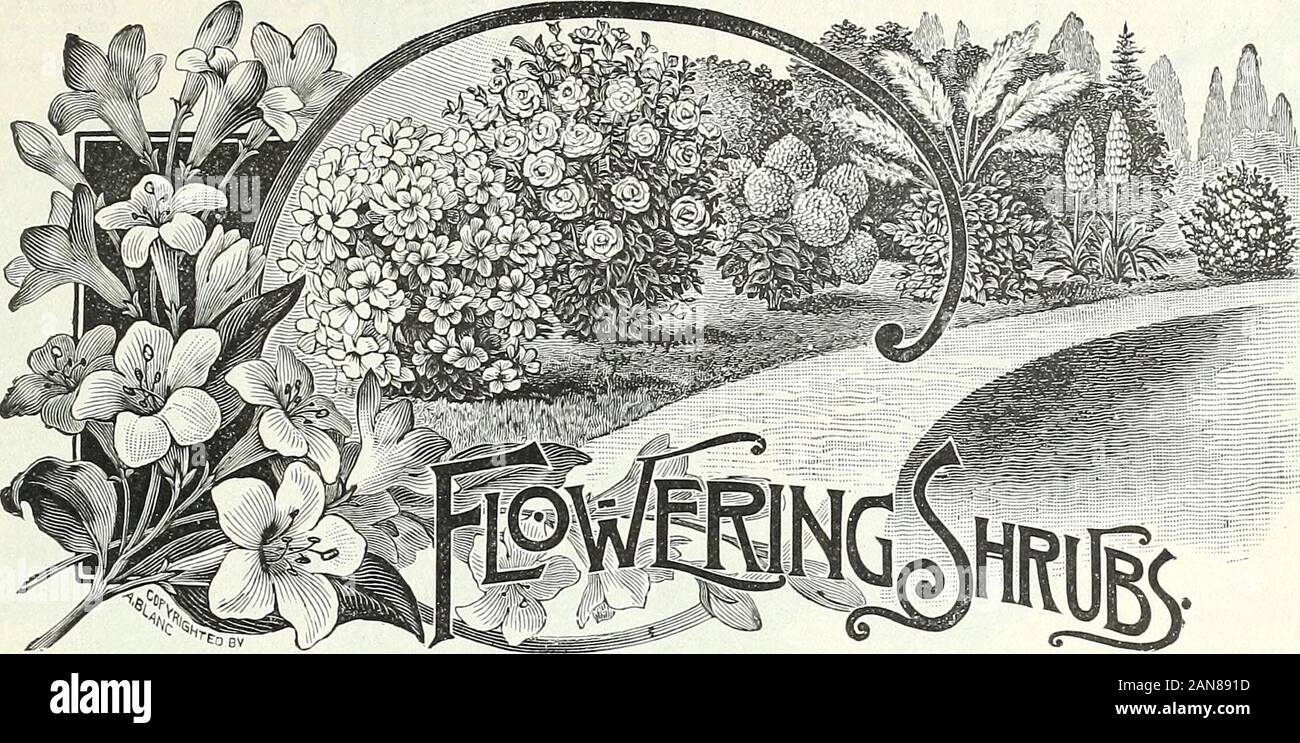 Bulbes, plantes et graines pour les semis d'automne : 1897 . P^te ? La mer PETER HENDERSON HENDERSON & CO., NEW YORK.-ministère de l'usine. 6r. n uo 3OA &gt ; Q es Spiraea Van Houtteii. Fleurs blanc pur, en charge plus pro-fusion ; l'un des meilleurs de sa catégorie. De juin. Syringa (Iiilac). La célèbre variété pourpre parfumées. Mai. Syringa Persica Alba. (Le Persan blanc lilas.) Beautifulsprays de fleurs blanches ; mince, élégant et la croissance. Un grand cimetière plantfor la décoration. Le major Viburnum opulus. (Snowball.) grandes fleurs blanches tombantes. Weigelia Candida. Fleurs blanc pur. De juin à octobre. Weigelia Banque D'Images
