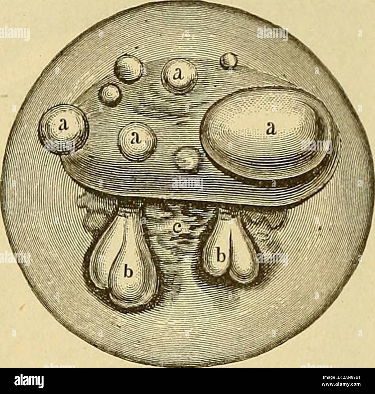 Die Frauenspezifische der Frauen : für Ärzte und Studierende . io ist und inconstant individuel verschieden.ja es kann sich dem dans utérus aty[)Lamarche Platteiiepithel derPortio und auf atypisches pathologisches Cylinderepithel finden. Ixdeckenden Cylinderepithel érosion dem die (vgl. Kommteine erhebUche figure Da) Wacbsthunisencrgie zu, sodass es dans wachsenddrüsenartige hervorbringt die Tiefe Gebilde. Küstner wies nach, dass ein-wirkung von im Adstringentien Platteiiepithcl Stande ist, da er zu- und der die Entzündung. Gebärmutterschleiiuhaut Katarrh der zeugen, ne Cylinderepithel vorlier befand sich Banque D'Images