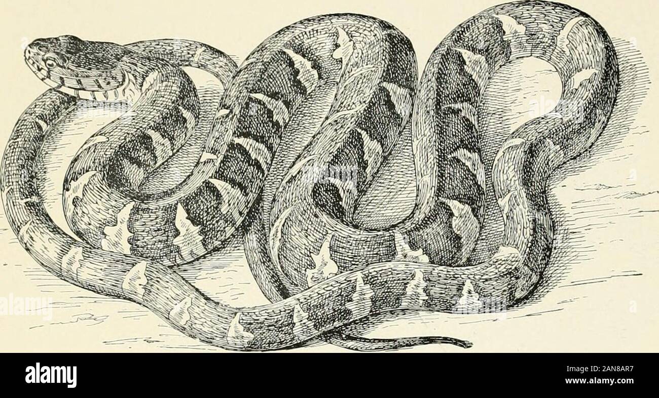 Les tortues, les serpents, les grenouilles et autres reptiles et amphibiens de la Nouvelle Angleterre et le nord . 7. Serpent de pins. JiiiLL Serpent. JHliMpliis tmianolau-us.length, sixly pouce- ; : blanc, brun et noir avec marquage. Smithcrn , et de l'Ouest 8. Serpent. pin yv/mi////f sayi. Lengtli inclies, soixante-stnul.clie ; l)Bail sur les points orange. avec de nombreux ; sitles, Ijlack et orange.Western. (21). 9. Serpent d'eau. Tropidoiiolus sipeiion. Lengtii, cinquante centimètres ; dos et côtés, noir et rouge foncé, brun-gris ; taches willi dirly,ventre blanc, avec des taches rouges et noires. La configuration des deux côtés ne correspond pas à l'arrière. Afie Banque D'Images