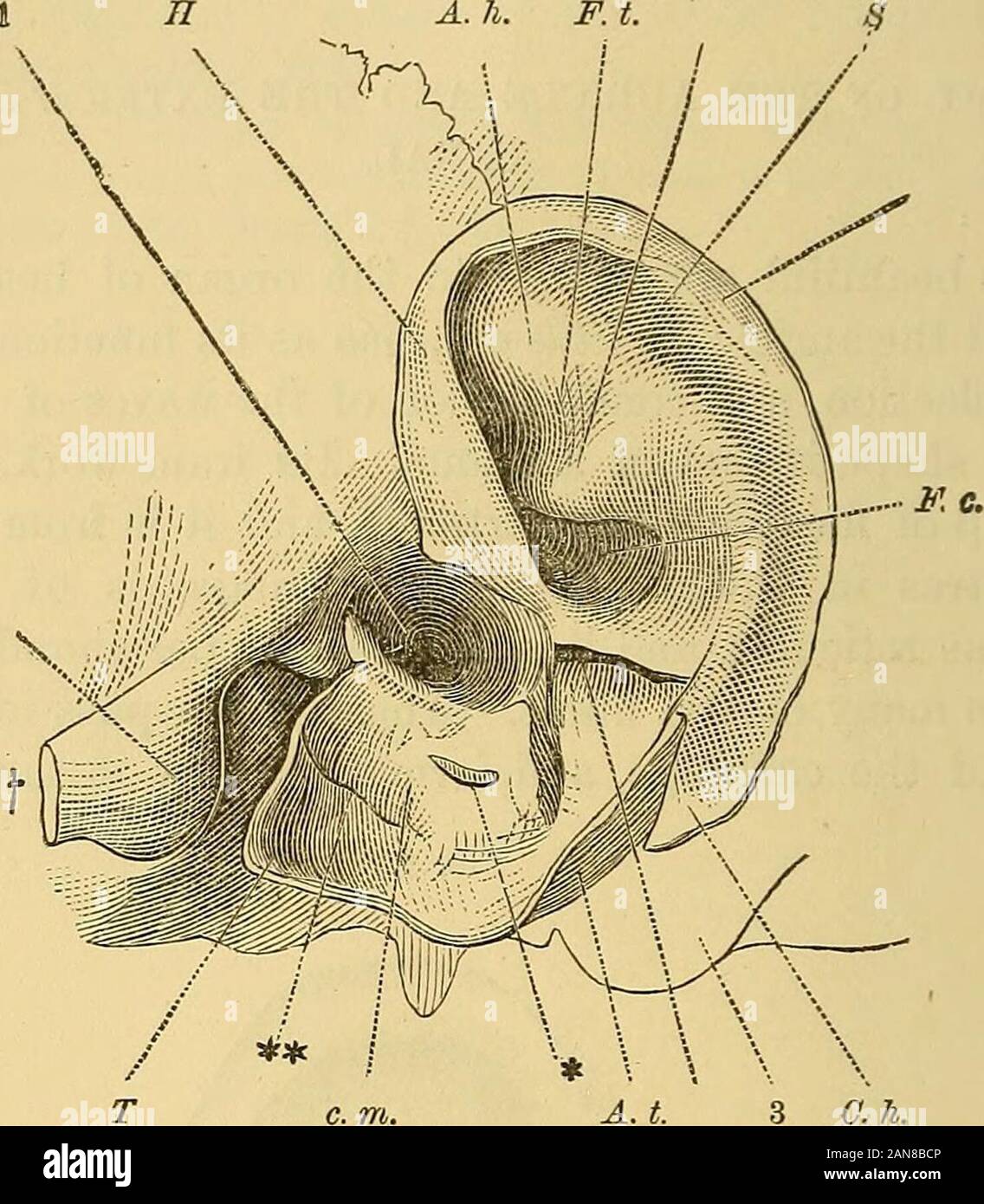 Un traité pratique sur les maladies de l'oreille y compris l'anatomie de  l'organe . 1 Helix. 3. L'anti-hélice. 4. Concha.7. Lobe. S. tragus, 54  ANATOMIE DE L'oreillette. laquelle de petites cellules du