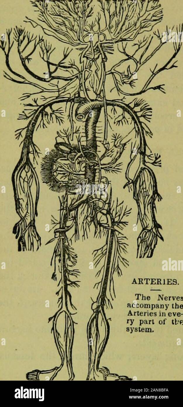 L'établissement thermal encyclopédie : un système d'hygiène et de l'hydropathie .. . Omposed ofthree manteaux : le iscellular areolo externe, ou de matières fibreuses ; themiddle est musclé, ou, plutôt, un tissu mélangé de fibres élastiques et le andcontractile ; en-ternal est nerveux, ou une serousmembrane whosesubstance., tout au long thenerves sont ramifiés de la vie organique. Les fourrure est ferme et fort:Le milieu est épaisse et douce;et la mince interne et po^fini. Système artériel. La distribution des artères.-Toutes les artères de l'systern sont des branches de l'aorte, qui divisent et subdiviser à leur finaramificatio Banque D'Images