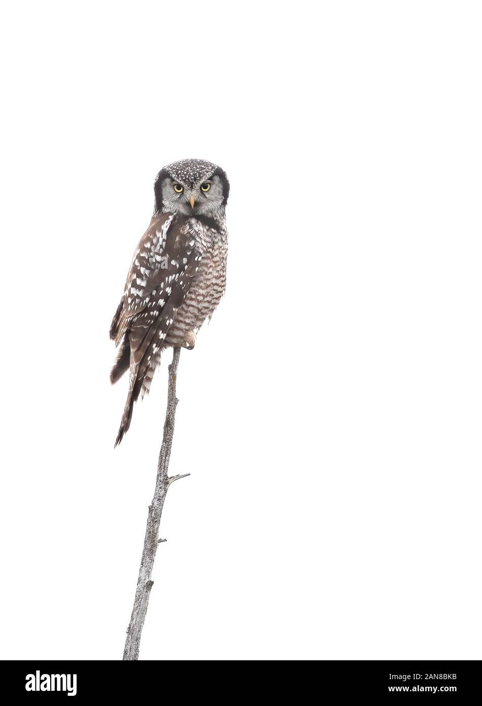 Buse-chouette du Nord (Surnia ulula) perchée dans un arbre de chasse en hiver au Canada Banque D'Images