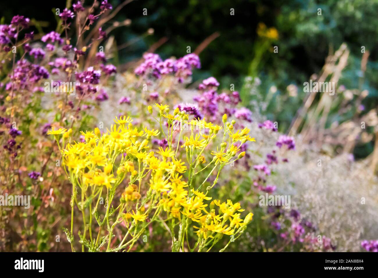 Gros plan sur les fleurs sauvages d'été floue fond forêt Banque D'Images