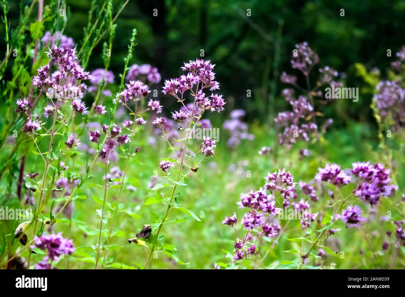 De belles fleurs d'origan sur une prairie d'été Banque D'Images