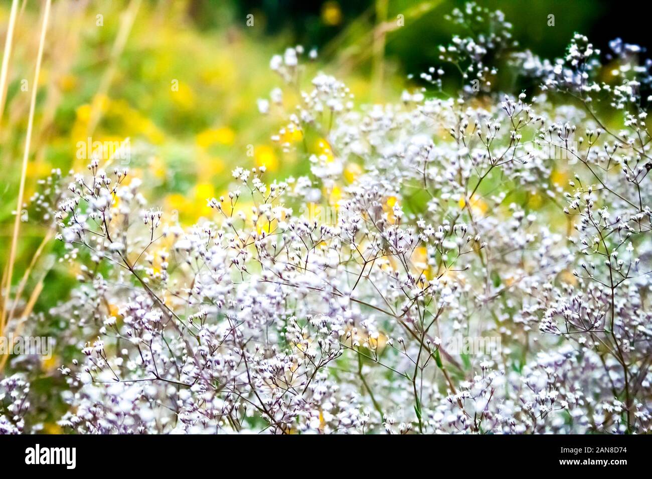 Gros plan du Gypsophila sauvages (aussi connu sous le nom de baby's-breath, ou respiration du bébé) fleurs sur fond de prairie d'été brouillée Banque D'Images