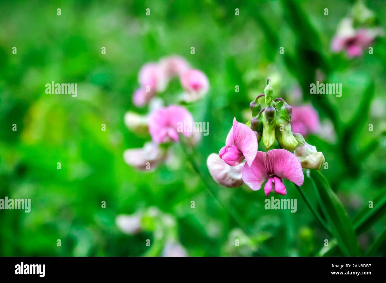 Lathyrus sylvestris, la télévision ou pois-éternelle à feuilles étroites fleurs de pois sur fond green meadow Banque D'Images