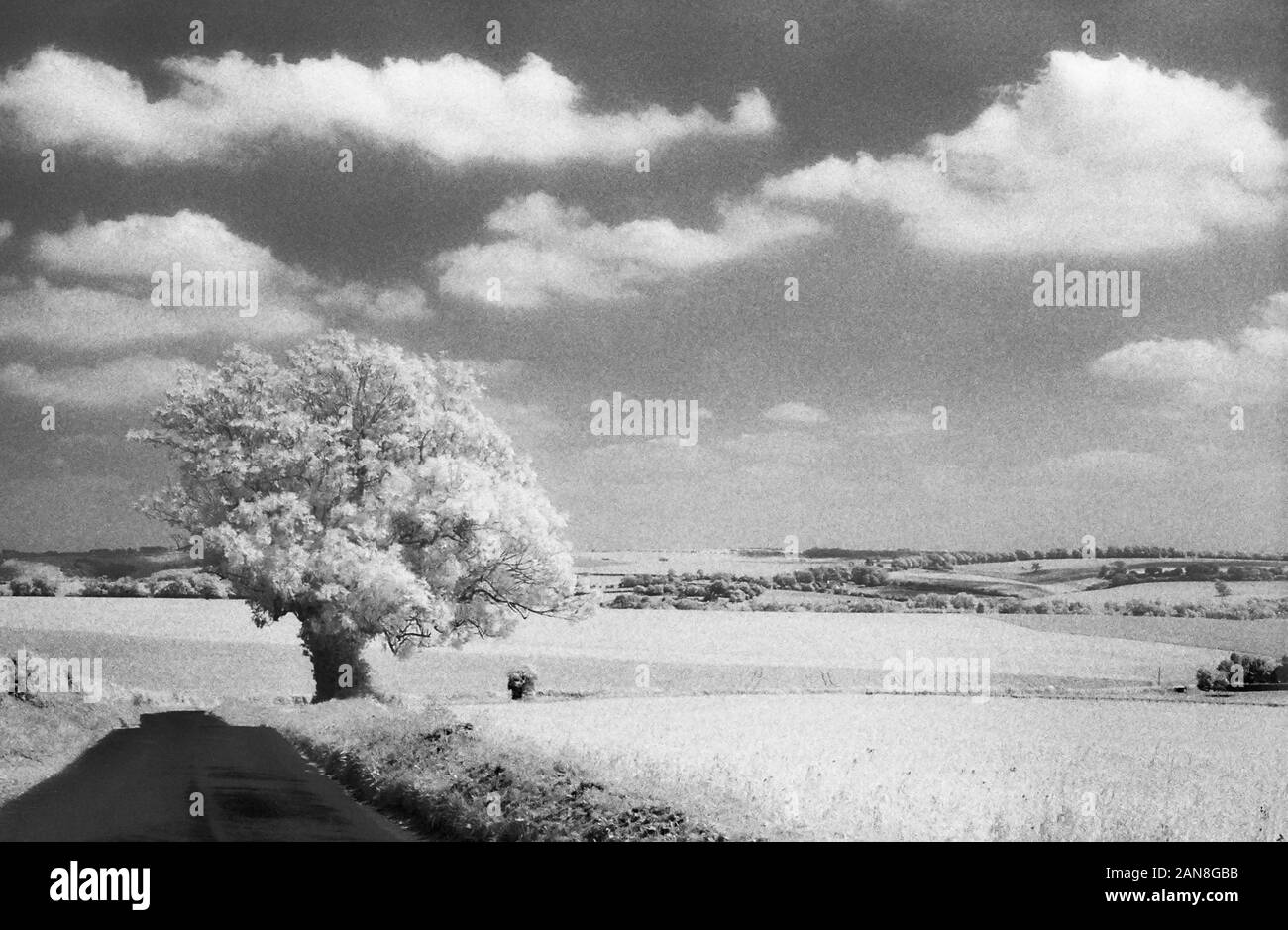 Étang de moutons Lane, près de Droxford, Hampshire, England, UK. Le noir et blanc l'infrarouge, filmstock avec sa structure de grain proéminent, à contraste élevé et lumineux brillant feuillage. Banque D'Images
