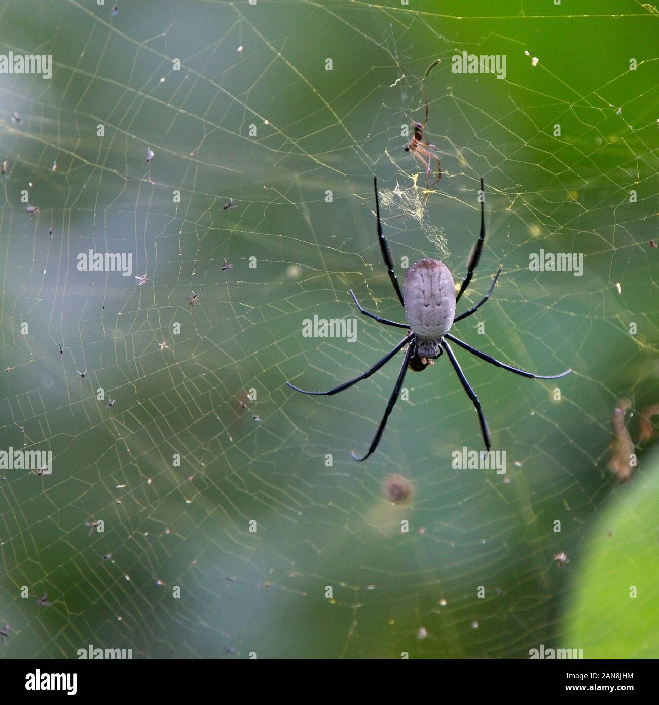 Araignée dorée à pattes noires (Nephila fenestrata à pattes noires), femelle au centre de son site Web, lac Naivasha, Kenya. Banque D'Images