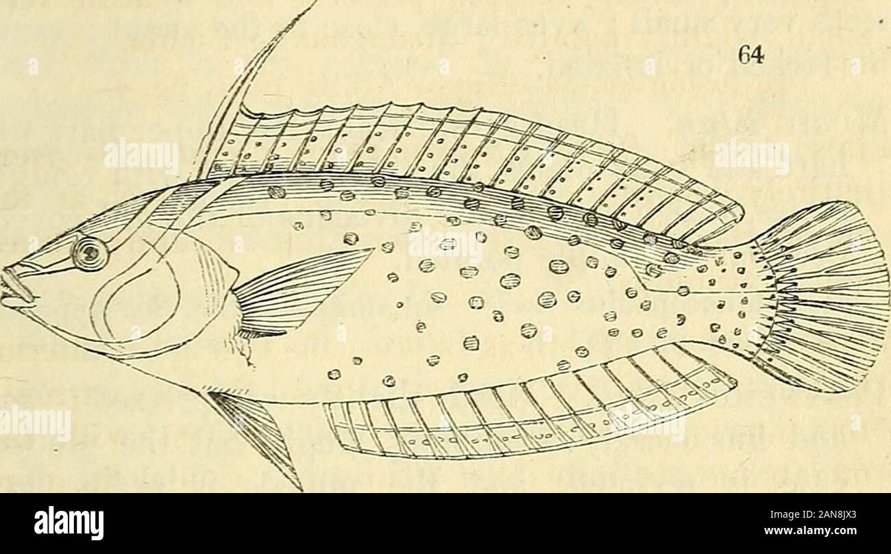 L'histoire naturelle des poissons, amphibiens, reptiles, & monocardian ou  animaux . 2. aygula. Riipp. Atl. i. pi. 6. 2. Tcthycallus Sw. La première  ou rayons de la dorsalshorter que la partie postérieure ;