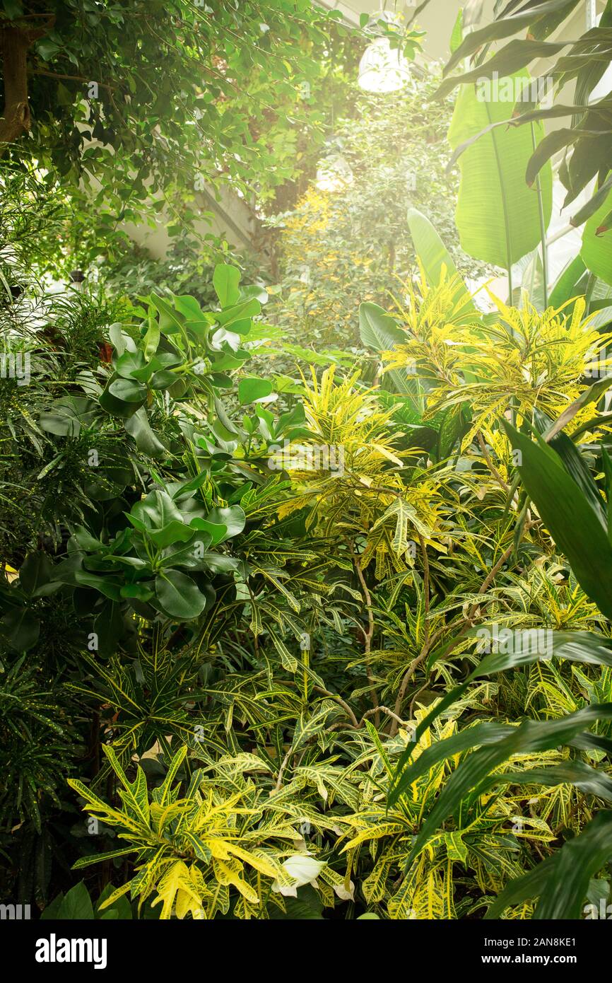 Evergreen une luxuriante végétation tropicale dans une serre tropicale dans un jardin botanique Banque D'Images