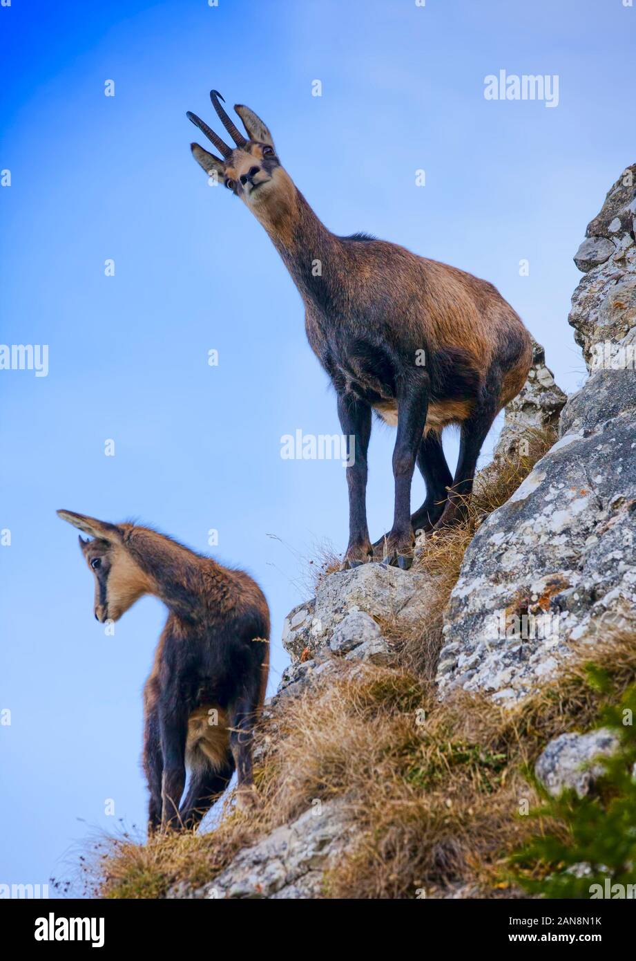Les Chevres De Montagne Chamois Sauvages Sur Rock Photo Stock Alamy