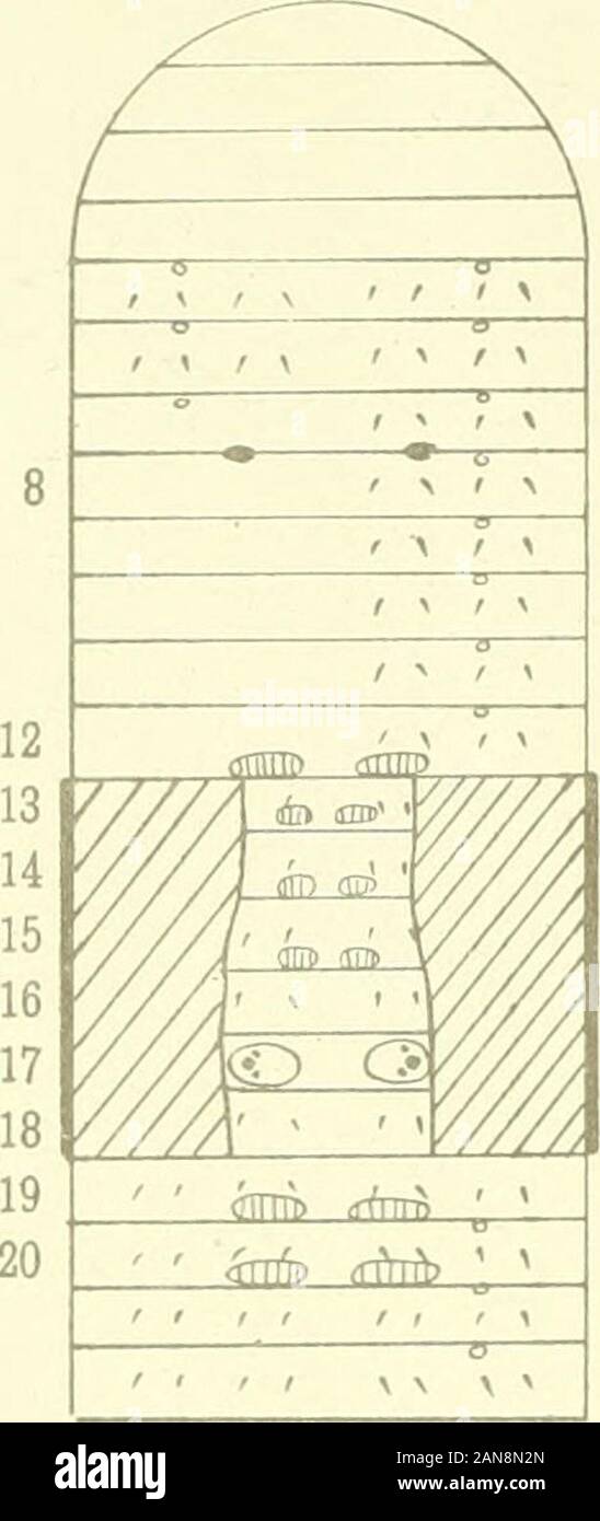 Les transactions et les travaux de l'Institut néo-zélandais . W. H  W del Nouvelle-zélande coquilles marines.-Webster. Trans 9. N.Z. Inst., vol. XXXVII. Pl. XI.. abed t t t i i t t f t t t &lt;9 • m r t t r im 11 13 1718 w&gt ; •§ 00 119 20 gir nTTTB « (TTTT ! CfTTD f v v f abed 510  ^ J t&gt ; J* .3 1317^^ Rhododrilus z edulis. W " 5 (dans 6 mauvais 10 c , ? C/ o C o 13 / 17 *N 9101112131721 Banque D'Images