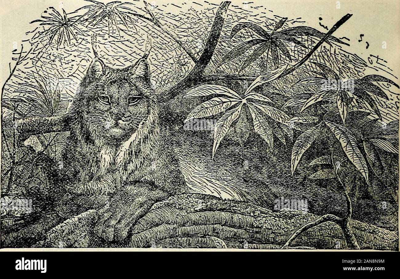 Bibliotheque Des Enfants Le Chat Angora Du Poisson Et De Les Capturer Dans Les Bas Fonds Par Strikingthem Hors De L Eau Avec Un Coup De Patte Le Puma Vit Dans L Ensemble De