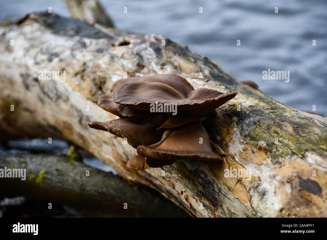 Un champignon pousse sur un journal à voir Laacher Banque D'Images
