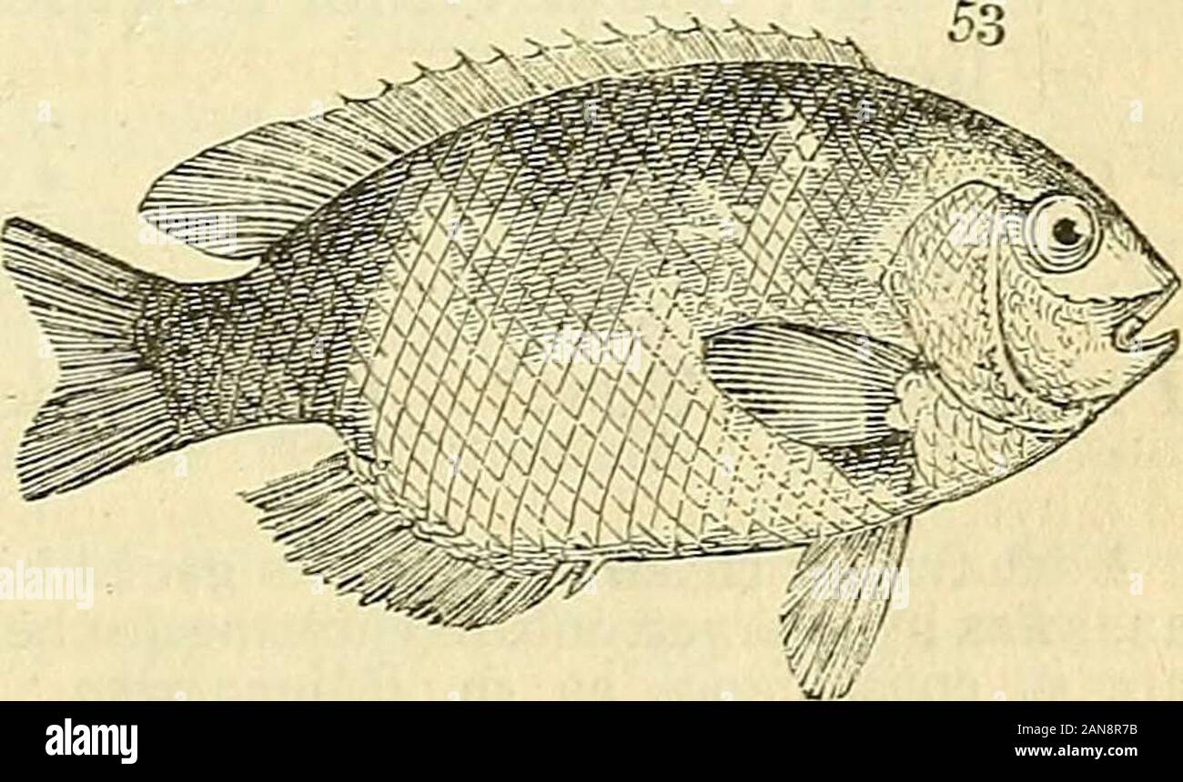 L'histoire naturelle des poissons, amphibiens, reptiles, & monocardian ou animaux . Amphiprion Bloch. Obovées ; la tête et partsbeing andthicker theposterior plus large que la moitié ; dor-sal plus ou lessemarginate ventralfin ; presque aussi largeas thepreoperculura ; les nageoires pectorales et trois assiettes de très ^gstrongly l'opercule et re- ^markably^ andgrooved serratedat leurs bords sur theirsurface ; les plaques sous-orbitale ; épines souvent mouthsubvertical. * Caudale arrondie. A. punicatus. Leçon. Atl. laticlavis. Les Cuv. pi. 132. fig. 1.pi. 25. fig. 3. * * Légèrement lunated caudale.chrysogaster. Leçon. À Banque D'Images